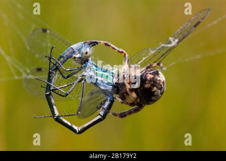 Knappe Smaragddamselfliege (Lestes dryas), männliche Ist, die von einer Spinne, Niederlande, gefressen wird Stockfoto