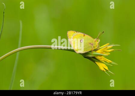 Bergers getrübtes Gelb (Colias australis, Colias alfacariensis), Sittin auf Tragopogon-Blume, Seitenansicht, Deutschland, Nordrhein-Westfalen, Eifel Stockfoto