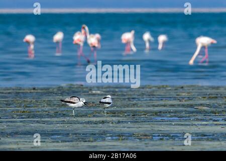 Krabbenpflaume (Dromas ardeola), Juvenile und Erwachsene im Schlamm von Sulaibikhat, Flamingos im Hintergrund, Kuwait Stockfoto