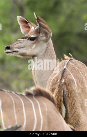 Greater Kudu (Tragelaphus strepsiceros), weiblich, Porträt, Südafrika, Mpumalanga, Kruger National Park Stockfoto