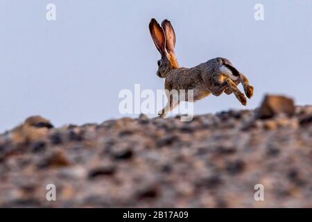 Wüstenhare, kaphare (Lepus Capensis sinaiticus, Lepus sinaiticus), Springen, Israel Stockfoto