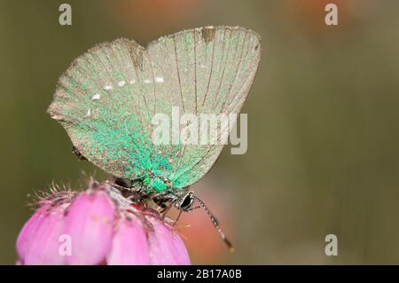 Grüne Haarsträhne (Callophrys rubi), auf Erica Tetralix, Niederlande, brabant Stockfoto