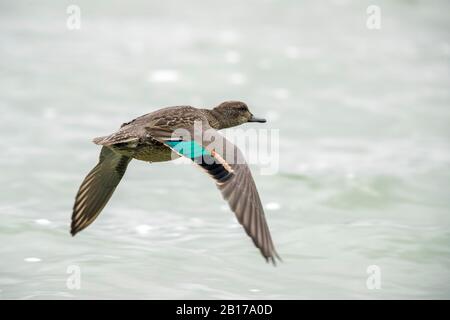 Nordamerikanischer Grüngeflügelter Teelfisch (Anas crecca carolinensis, Anas carolinensis), männlicher Flieger, Azoren, Sao Miguel Stockfoto