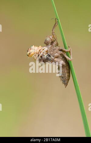 Vierfleckige Libellula, viergesichtiger Chaser, vier Flecken (Libellula quadrimaculata), Schraffur, Seitenansicht, Niederlande Stockfoto