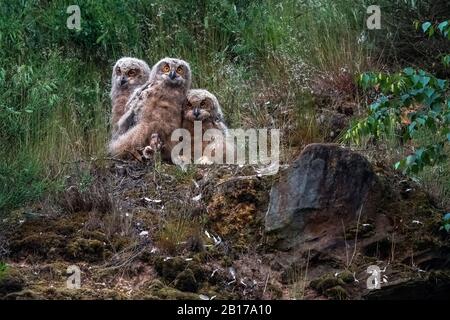 Nördliche Eule (Bubo bubo), drei Jungvögel, die im Nest auf ihre Eltern warten, Belgien, Wallonie Stockfoto