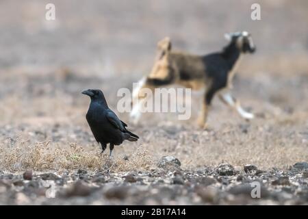 Kanarische Raven (Corvus corax Canariensis, Corvus Canariensis), auf dem Boden, Ziegenbock im Hintergrund, Kanarische Inseln, Fuerteventura, Puerto del Rosario Stockfoto