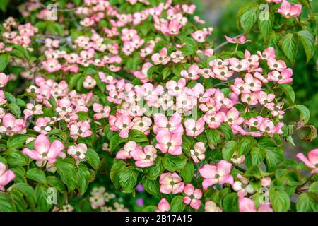 Kousa Dogwood, japanischer Dogwwod (Cornus kousa 'Satomi', Cornus kousa Satomi), blüht Stockfoto