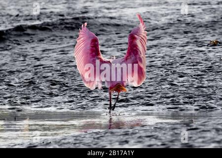 Ein wunderschöner Roseate Spoonbill (Platalea ajaja) neben dem Tarcoles River in Costa Rica. Stockfoto