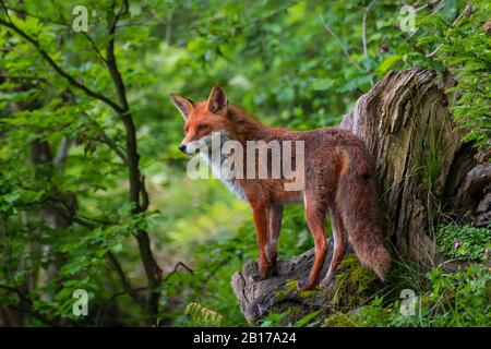 Rotfuchs (Vulpes vulpes), der auf einer toten Wurzel in einem Wald steht, Schweiz, Sankt Gallen Stockfoto