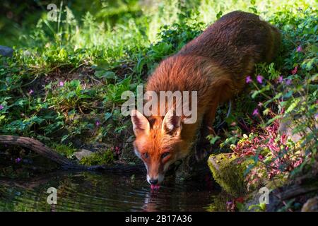 Rotfuchs (Vulpes vulpes), trinkt an einem Wasserplatz in einem Wald, Schweiz, Sankt Gallen Stockfoto