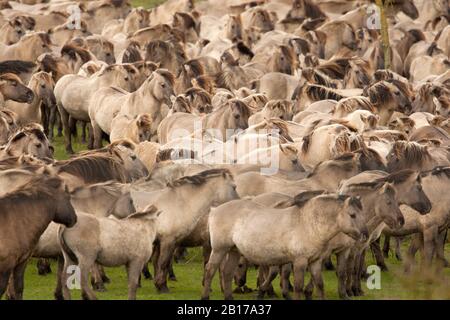 Konik Pferd (Equus przewalskii f. caballus), große Herde, Niederlande, Flevoland, Oostvaardersplassen Stockfoto