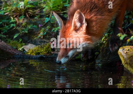 Rotfuchs (Vulpes vulpes), trinkt an einem Wasserplatz in einem Wald, Schweiz, Sankt Gallen Stockfoto