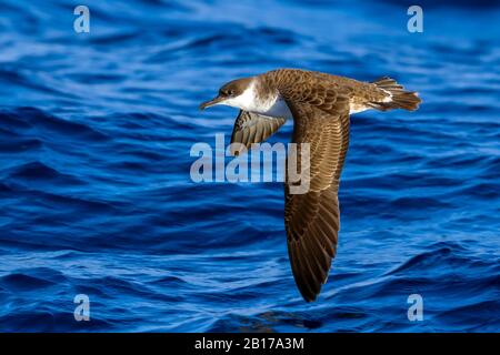 Größerer Schar (Ardenna gravis, Puffinus gravis), der über das Meer fliegt, Azoren Stockfoto