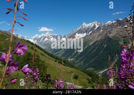 Feuerkraut, blühende sally, Rosebay Weidenkraut, Großes Weidenkraut (Epilobium angustifolium, Chamerion angustifolium), im Loetschental, Schweiz, Wallis, Wiler Stockfoto