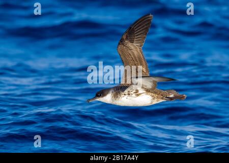 Größerer Schar (Ardenna gravis, Puffinus gravis), der über das Meer fliegt, Azoren Stockfoto