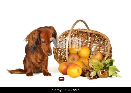 Langhaariger Dachshund, Langhaariger Wursthund, Haushund (Canis lupus f. familiaris), weiblicher Hund, der fluchtartig auf eine marone vor einem apfelkorb blickt Stockfoto