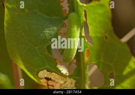 Niederländisches Großkupfer (Lycaena dispar batava, Lycaena dispar batavus), Raupe, Niederlande, Overijssel, Weerribben-Wieden-Nationalpark Stockfoto