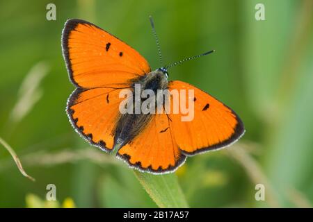 Niederländisches Großkupfer (Lycaena dispar batava, Lycaena dispar batavus), Draufsicht, Niederlande, Overijssel, Weerribben-Wieden-Nationalpark Stockfoto