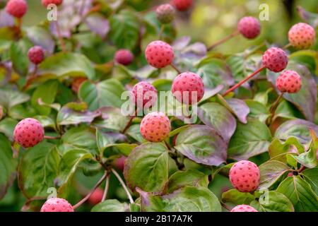 Kousa Dogwood, japanischer Dogwwod (Cornus kousa 'Satomi', Cornus kousa Satomi), fruchtig Stockfoto