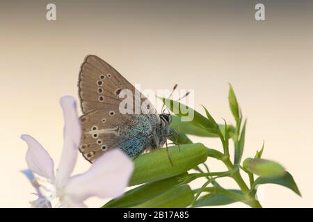 Geranium Argus (Aricia eumedon, Eumedonia eumedon, Plebejus eumedon, Plebeius eumedon, Lycaena eumedon), sitzt auf einer Blume, Italien, Aosta Stockfoto