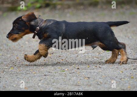 Drahthaariger Dachshund, Drahthaariger Wursthund, Haushund (Canis lupus f. familiaris), Laufwelpe, Deutschland, Nordrhein-Westfalen Stockfoto