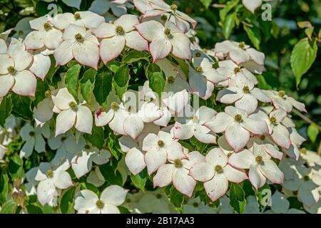 Kousa Dogwood, Japanese Dogwwod (Cornus kousa 'Wieting's Select', Cornus kousa Wieting's Select), Blooming, Cultivar Wieting's Select Stockfoto