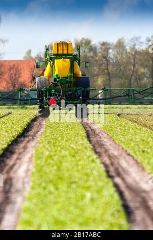 Giftspritzen in Nöten des Lilienanbaus, Niederlande, Frisia Stockfoto