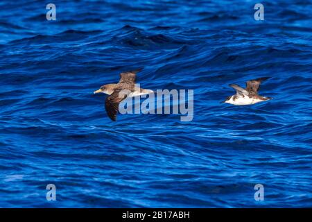 Größere Schere (Ardenna gravis, Puffinus gravis), zwei größere Schere, die über den Ozean fliegen, Seitenansicht, Azoren Stockfoto