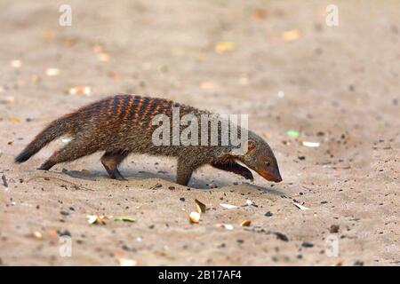 Gebänderte Mongoose, Zebramongans (Mungos mungo), Spaziergänge über sandigen Boden und Foraging, Seitenansicht, Südafrika, Kwa Zulu-Natal, iSimangaliso National Park Stockfoto