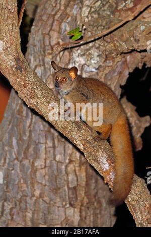 Größeres Buschbaby, größeres Galago, dickes Buschbaby (Otolemur crassicaudatus, Galago crassicaudatus), nachts auf einem Baum sitzend, Seitenansicht, Südafrika, Kwa Zulu-Natal, Mkhuze Game Reserve Stockfoto