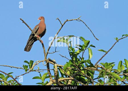 Rotschnabeltaube (Columbia-Flavirostris, Patagioenas flavirostris), die in einem Strauch in Mexiko percht Stockfoto