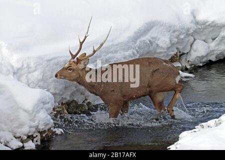 Sika-Rehe, Zahme sika-rehe, Zahme Rehe (Cervus nippon), Hirsch im Winter Pelz über einen Fluss, Seitenansicht, Japan Stockfoto