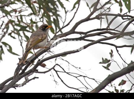 Der schwarze Bergmann (Manorina melanotis) sitzt auf einer Filiale in Australien Stockfoto