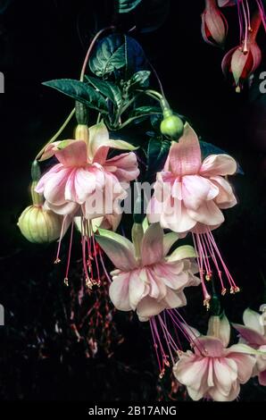 Nahaufnahme von Pink blumen Southgate. Eine doppelte Pink semi trailing Laubbäume fuchsia mit buschigen Wuchs. Ideal für hängende Körbe und Behälter Stockfoto