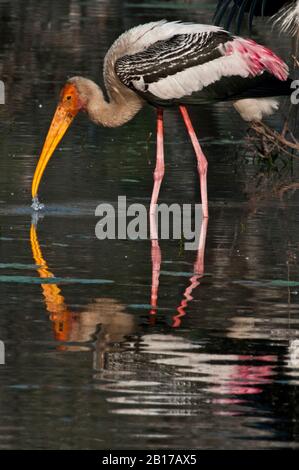 Gemalter Storch (Mycteria leucocephala), der sich im Keoladeo Nationalpark Indien ernährt Stockfoto