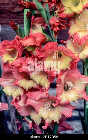 Nahaufnahme von Gladioli Jackpot Orange und Yellow Flowers in einer Gruppe. Stockfoto