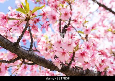 Kinshi Park, Sumida-Ku, Tokio, Japan Stockfoto