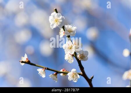 Kameido Tenjinsha Ume Festival, Koto-Ku, Tokio, Japan Stockfoto