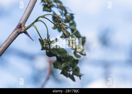 Trockenblütenstände von Akazie auf Ast nach Frost. Gefrorene Blumen und Akazienblätter, fehlende Honigernte. Zweige der schwarzen Heuschrecke, Robinia pseud Stockfoto