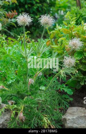 Blütender Kopf von Pulsatilla patens, östlicher Passeblume, Prärie-Krokus und Blattkäppchen blühen bei Regen. Regentropfen auf Blume. Es ist wunderschöner Rücken Stockfoto