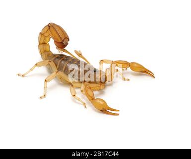 Erwachsene Frauen Arizona Streifen-geschwemmt Skorpion, Paravaejovis Spinigerus, isoliert auf weiß. 3/4-Ansicht. Diese Art ist in Arizona und im Südwesten verbreitet Stockfoto