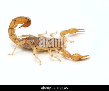 Erwachsene Frauen Arizona Streifen-tailed Skorpion, Paravaejovis Spinigerus, isoliert auf weiß. Seitenansicht. Diese Art ist in Arizona und im Südwesten verbreitet Stockfoto