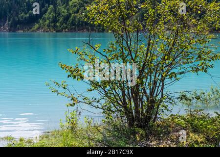 Kinney Lake, mit eiszeitlichem Mehl gefärbt, im Mount Robson Provincial Park, British Columbia, Kanada Stockfoto