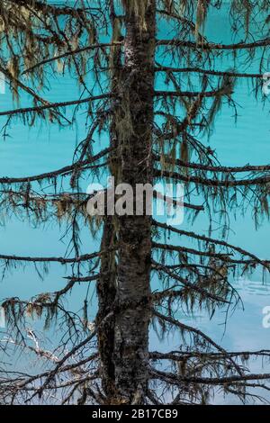 Kinney Lake, mit eiszeitlichem Mehl gefärbt, im Mount Robson Provincial Park, British Columbia, Kanada Stockfoto