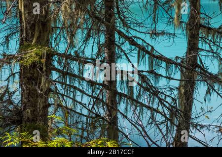 Kinney Lake, mit eiszeitlichem Mehl gefärbt, im Mount Robson Provincial Park, British Columbia, Kanada Stockfoto