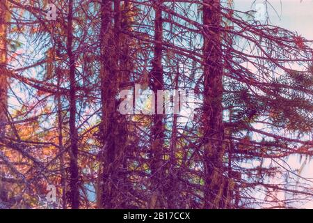 Kinney Lake, mit eiszeitlichem Mehl gefärbt, im Mount Robson Provincial Park, British Columbia, Kanada Stockfoto