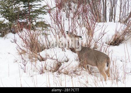 Weißwedelhirsche (Odocoileus virginianus), die auf Dogwood grasen. Cook County, in der Nähe von Hovland, Minnesota. Ende Januar. Stockfoto