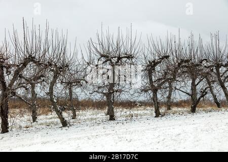 Apple Orchard im Winter, SW Michigan, USA, von James D Coppinger/Dembinsky Photo Assoc Stockfoto