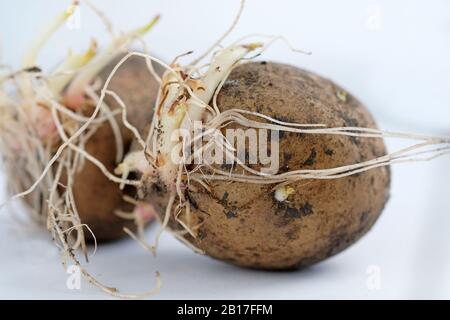 Ganze rohe Kartoffelspüree auf weißem Hintergrund Nahaufnahme. Sprossen auf einer Kartoffelknolle auftauchten, Kartoffeln für die Anpflanzung im Boden zubereiteten. Stockfoto