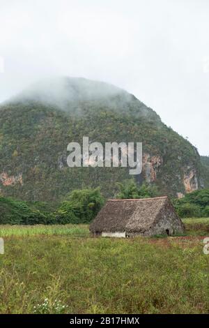 Kuba, Tabaktrocknungsscheune im Vinales Tal mit bewaldeten Hügeln im Hintergrund Stockfoto